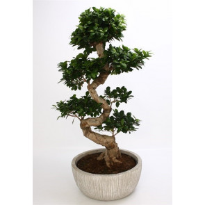 Ginseng Bonsai Saksı Çiçeği