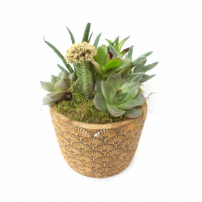 Gold Serisi Saksıda Sukulent Aranjmanı