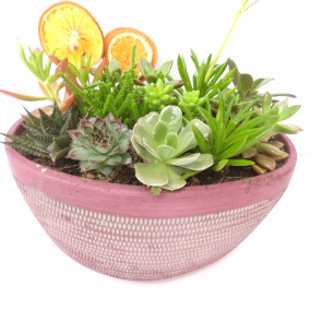 büyük taş vazoda canlı sukulent aranjmanı Ankara Çankaya teslimat