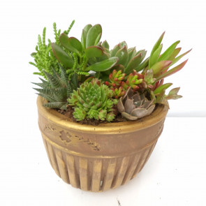 Echeveria Gold Serisi Sukulent