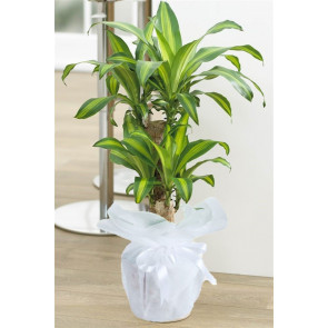 İkili Masengena Saksı Çiçeği