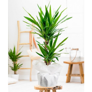 İkili Yucca Saksı Çiçeği