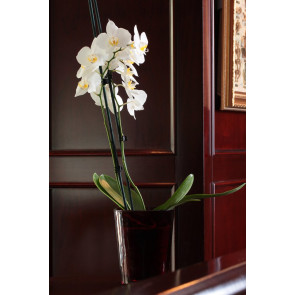 Çift Dal Beyaz, Point Orkide