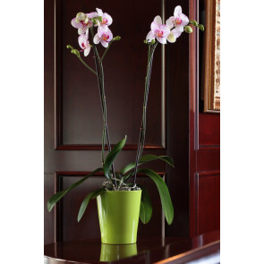 Çift Dal Pembe Mix, Oh La La Orkide