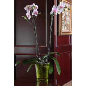 Çift Dal Pembe Mix, Cherry Orkide