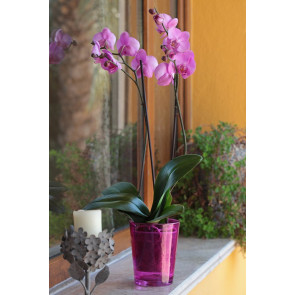 Çift Dal Pembe, Hush Orkide