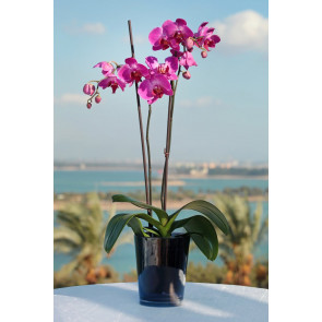 Çift Dal Mor,Nighty Orkide