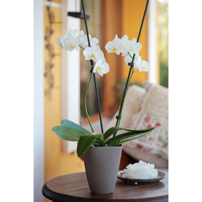 Çift dal beyaz, Vilenzo