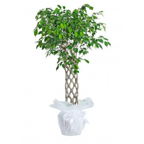 Kafes Örgülü Benjamin 