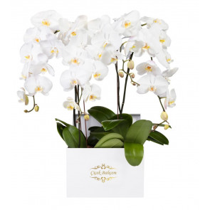 Beyaz Kare Kutuda 4 Dal Beyaz Orkide