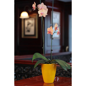 Çift dal Turuncu, Vitalis Orkide