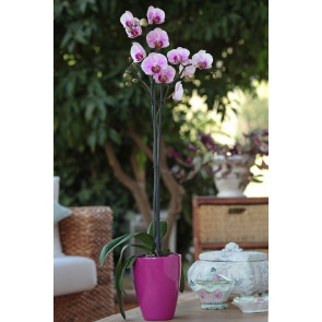 Çift Dal Pembe, Lovely Orkide