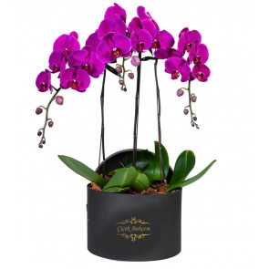 Yuvarlak Kutuda 4 Dal Mor Orkide