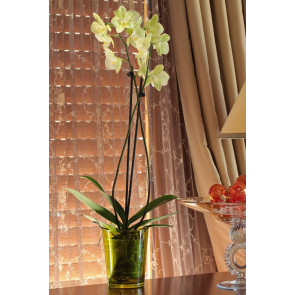 Çift Dal Sarı, Avangarte Orkide