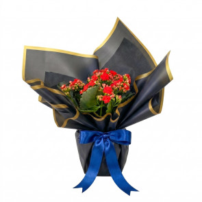 Linda Kalancuha (Kırmızı Kalancuha)