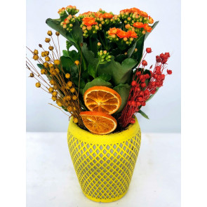 Linda Kalancuha (Turuncu Kalancuha)