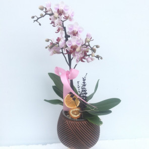 Tekli Beyaz Orkide Mini Jaaneman