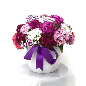 Özel Vazoda Hüsnü Yusuf Çiçeği