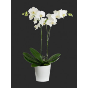 mini orkide cift dal