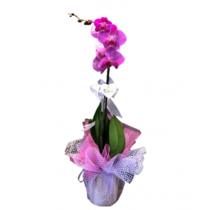 Mor Tekli Orkide 