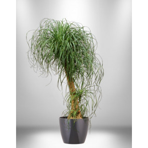 Nolina Beacornia Saksı Çiçeği