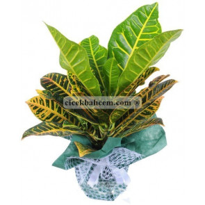 Ofis Çiçekleri Kraton