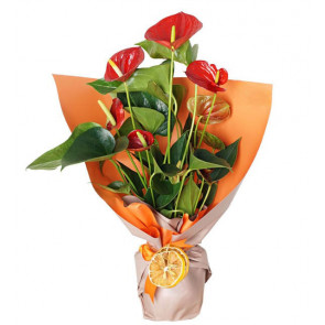 Ofis Çiçekleri Saksı Antoryum SAK1341 