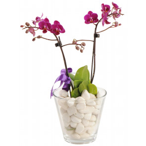 Özel Vazo İçerisine Beyaz Dekoratif Taşlarla Tasarlanmış Borda Orkide