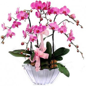 Özel Vazo İçine 5 Adet Açık Pembe Orkide Aranjmanı