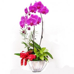Özel Vazoda Koyu Pembe 2 li Orkide Aranjmanı 