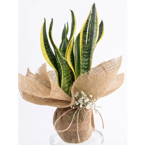 Rustik Tasarım Kılıç Çiçeği Aranjmanı