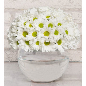 Papatya Küresi- SA509