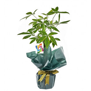 Ofis Çiçekleri Pachira (Para Ağacı)