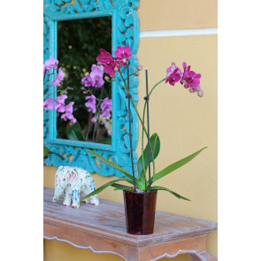 Çift Dal Mor, Exotic Orkide