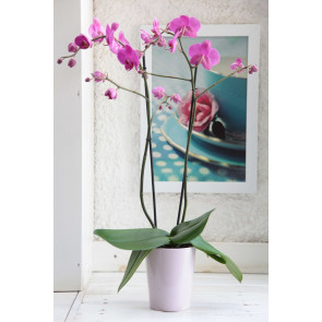 Çift dal Pembe, Janet Orkide