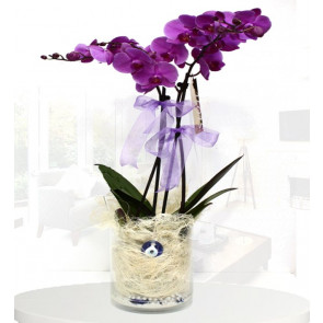 Pembe Orkide Nazar Değmesin