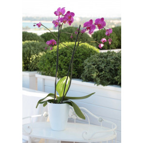 Çift Dal Mor,Pink Orkide