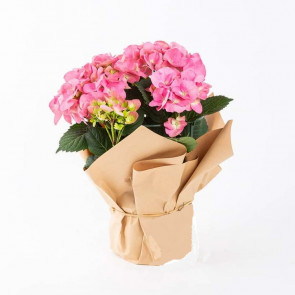 Saksı Çiçeği Pembe Ortanca (Hydrangea)