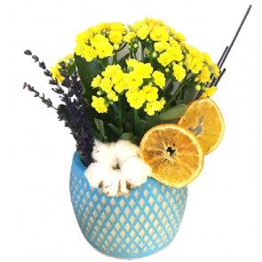 Renklerin Büyüsü Kalancuha