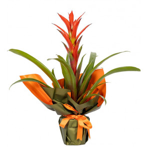 Saksıda Çiçek Siparişi Guzmanya SAK1230