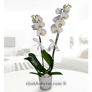 Saksı İçerisine Hazırlanmış 2 li Beyaz Orkide