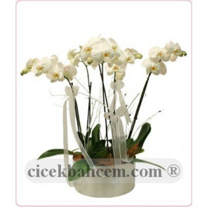 Saksı İçine 5 Adet Beyaz Orkide Kullanılarak Hazırlanmıiş Aranjman