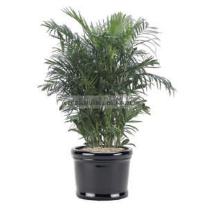 Saksı Çiçeği Gönder Areka Büyük 