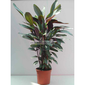 Saksı Çiçeği Gönder Calethea 