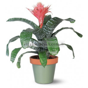 Saksı Çiçeği Siparişi Aechmea 