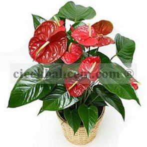 Saksı Çiçeği Siparişi Antoryum