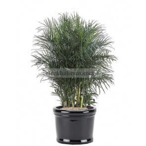 Saksı Çiçek Chamaedorea Areka