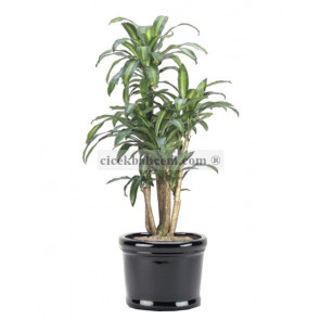 Saksı Çiçek Dracaena Fragrans