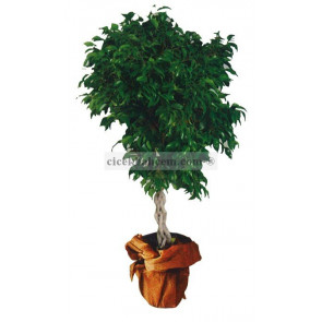 Saksı Çiçekleri ÖRGÜLÜ BENJAMİN 