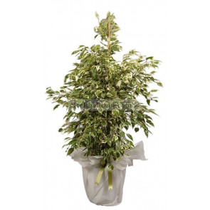 Saksı Çiçekleri STAR LIGHT BENJAMİN